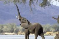 Слоны – великаны джунглей